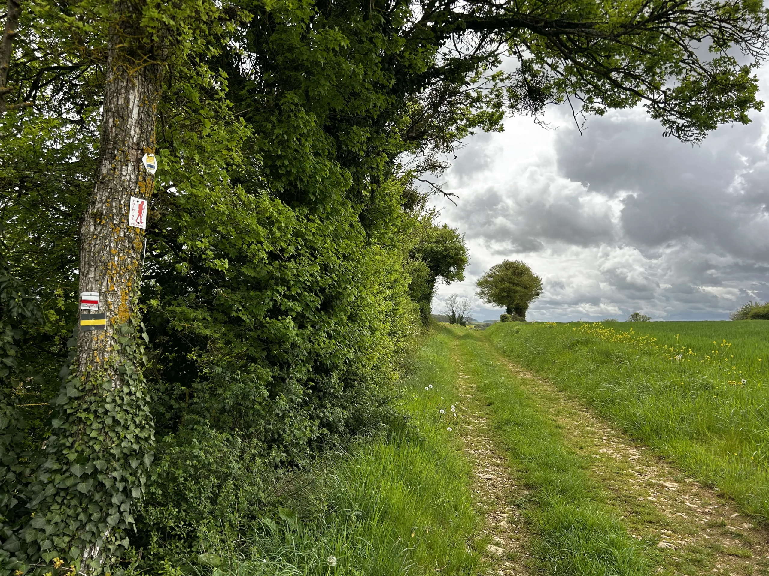 a grassy double track along a forest's edge. there are grey clouds in the background
