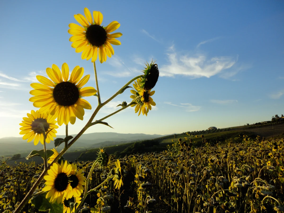 Backpacking Italy’s Tuscan Countryside and Ligurian Coast – Alumni